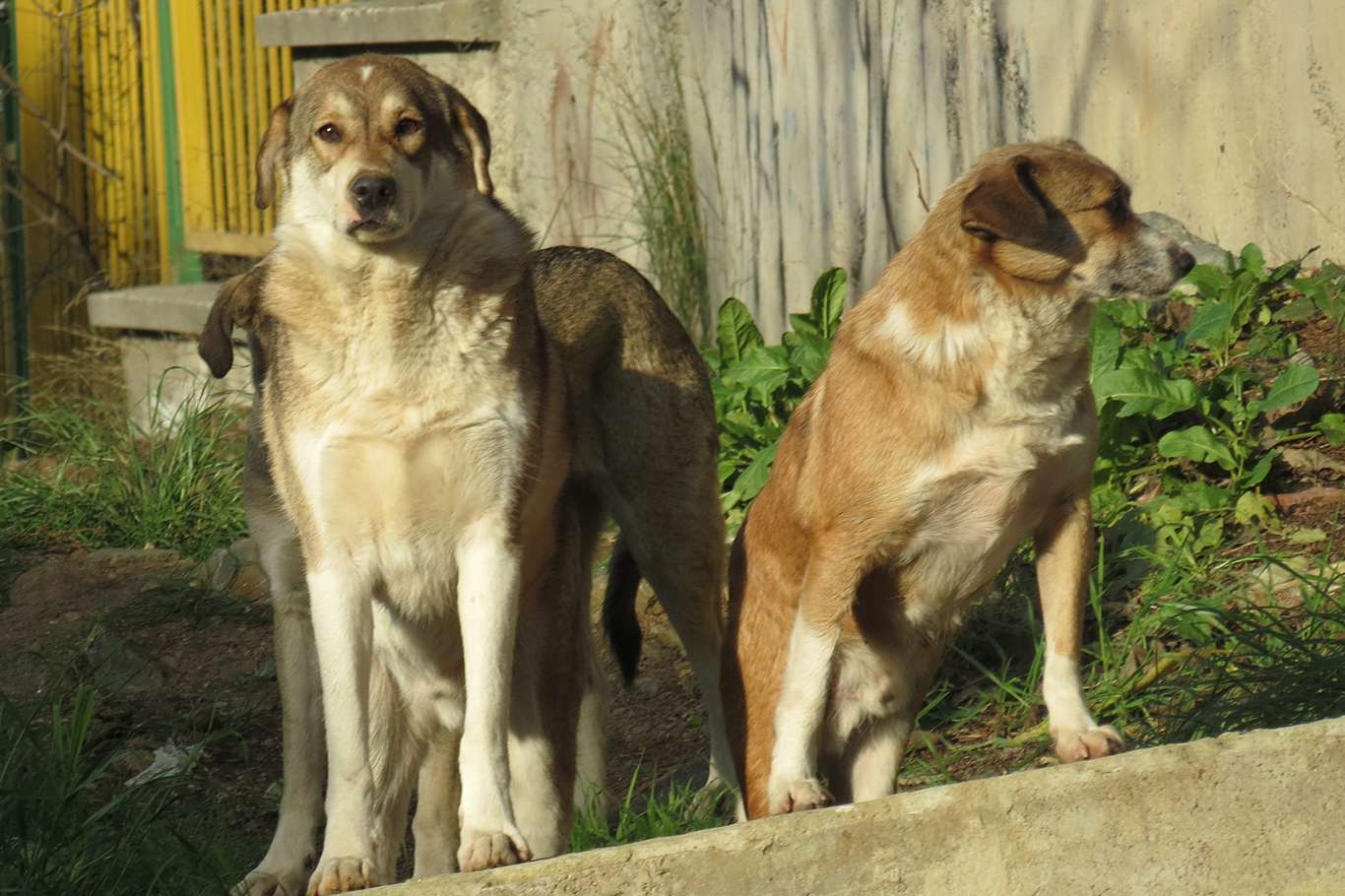 Başıboş köpekler vatandaşı tedirgin ediyor Başıboş köpekler vatandaşı tedirgin ediyor